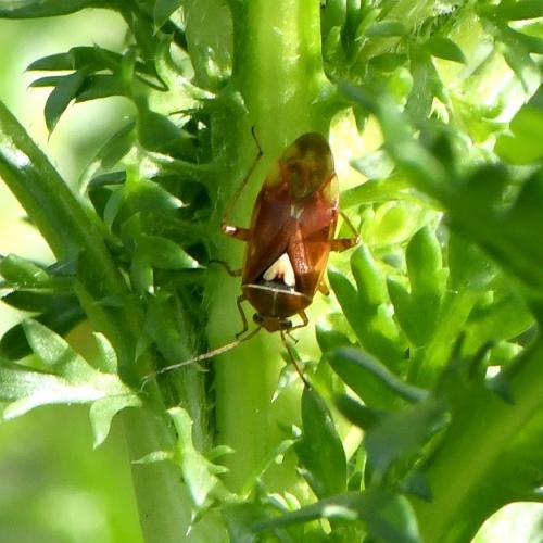 Lygus sp.